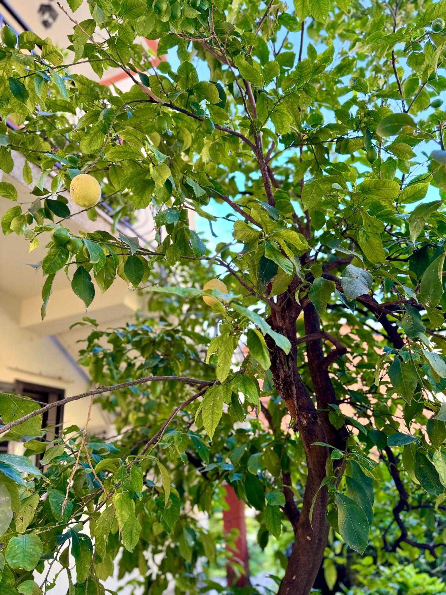 Harmony Garden Apartments 科托尔 外观 照片